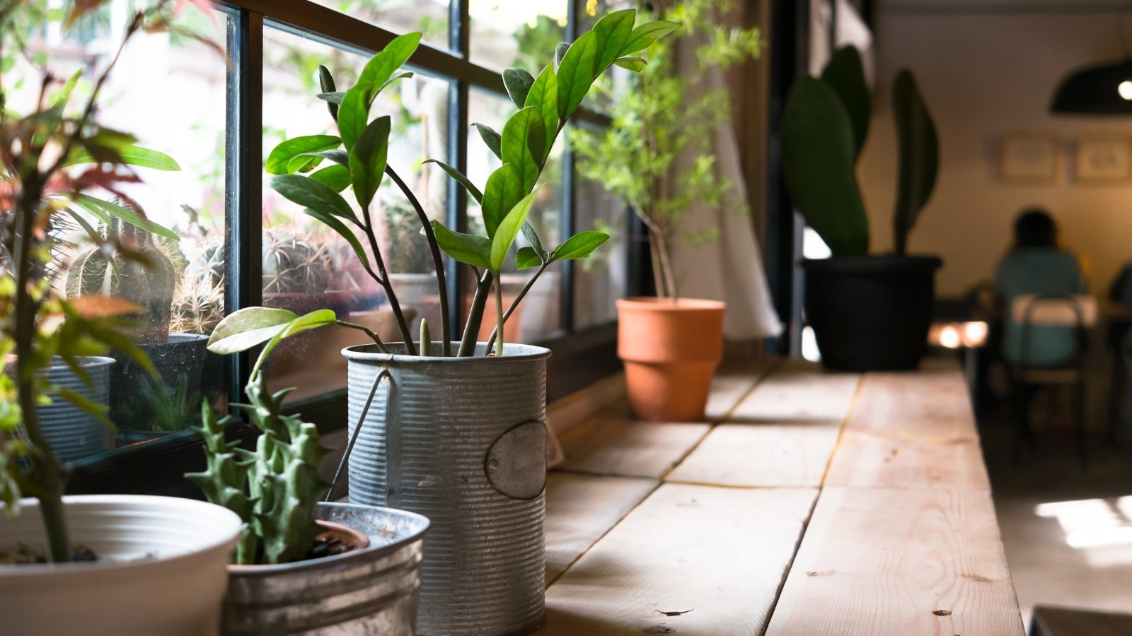 Una variedad de plantas frondosas en macetas dispuestas sobre una mesa de madera cerca de una ventana iluminada por el sol.