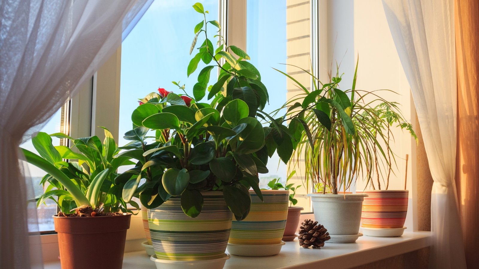 Un acogedor arreglo de macetas verdes se encuentra en el amplio alféizar de una ventana, enmarcado por suaves cortinas, trayendo la naturaleza al interior.