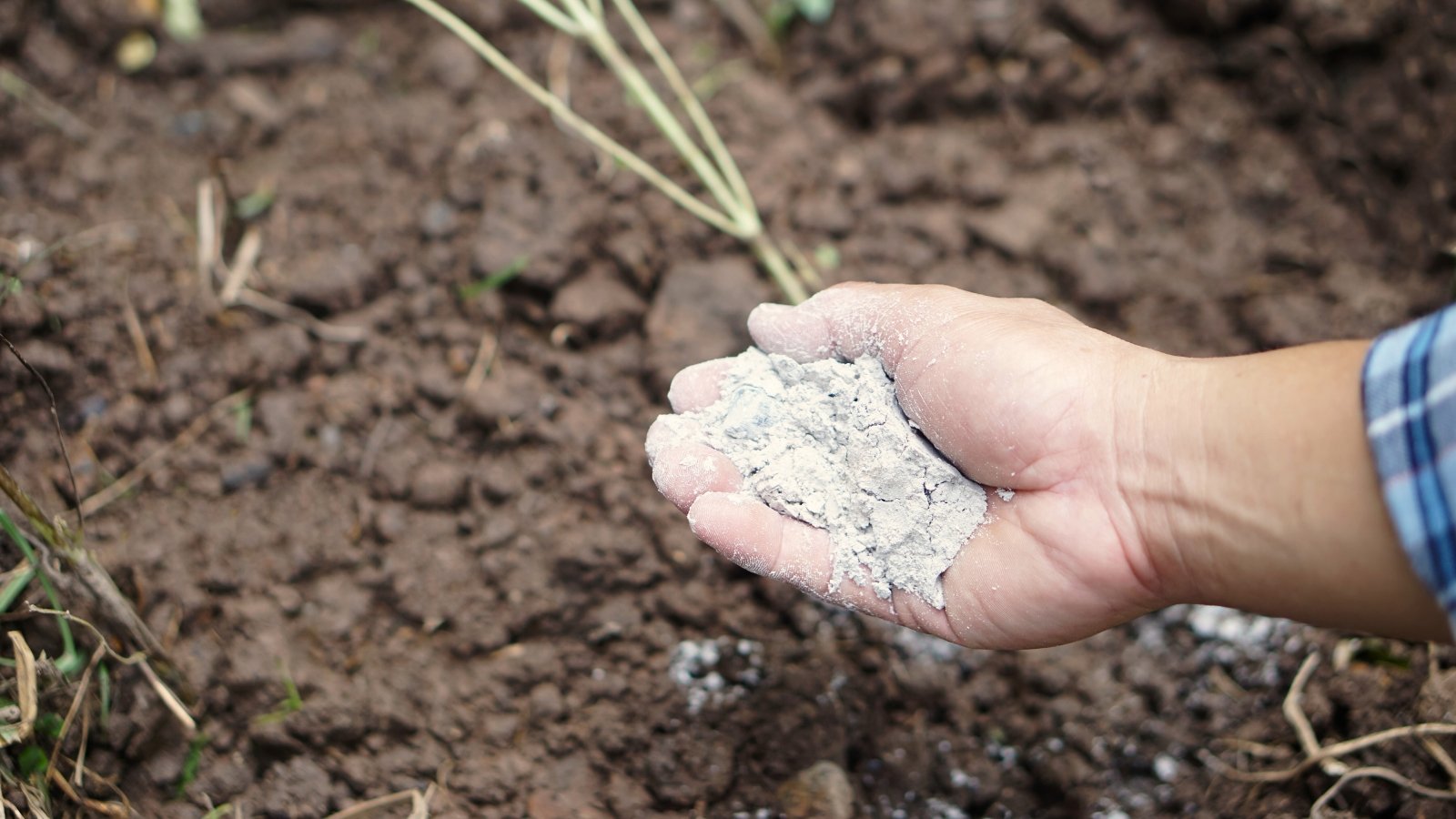 Un primer plano de un jardinero aplicando cal de jardín al suelo para elevar el pH del suelo.