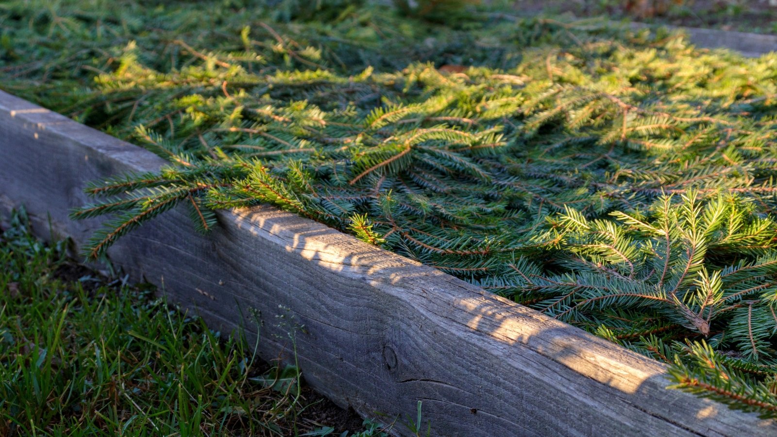 The raised bed is covered with a layer of coniferous branches, providing natural mulch and protection for the soil.
