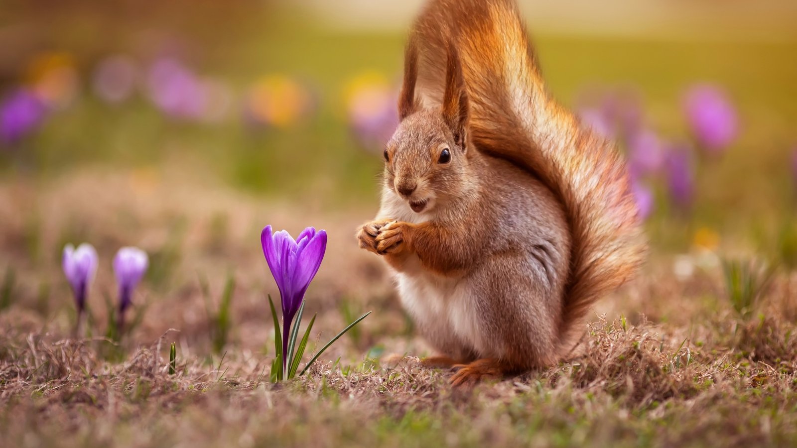 A red squirrel is nestled among the delicate vibrant purple blooms in the garden.