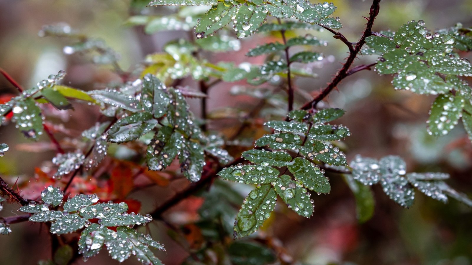 Bright raindrops cover the wide, toothed leaves of a shrub in a fall garden, accentuating its rich green color along with the burgundy-purple stems and leaf tips.