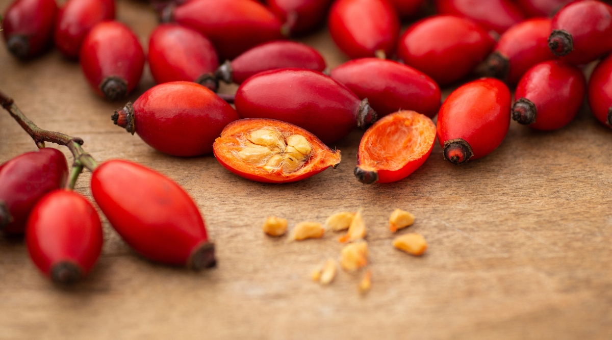 Close-up of rose hips on a wooden table. One of the hips is split in half and small seeds of a yellowish-beige color and irregular shape have fallen out. Rose hips with seeds are the fruit of the rose plant, and their appearance is characterized by small, oval-shaped structures of bright red color.