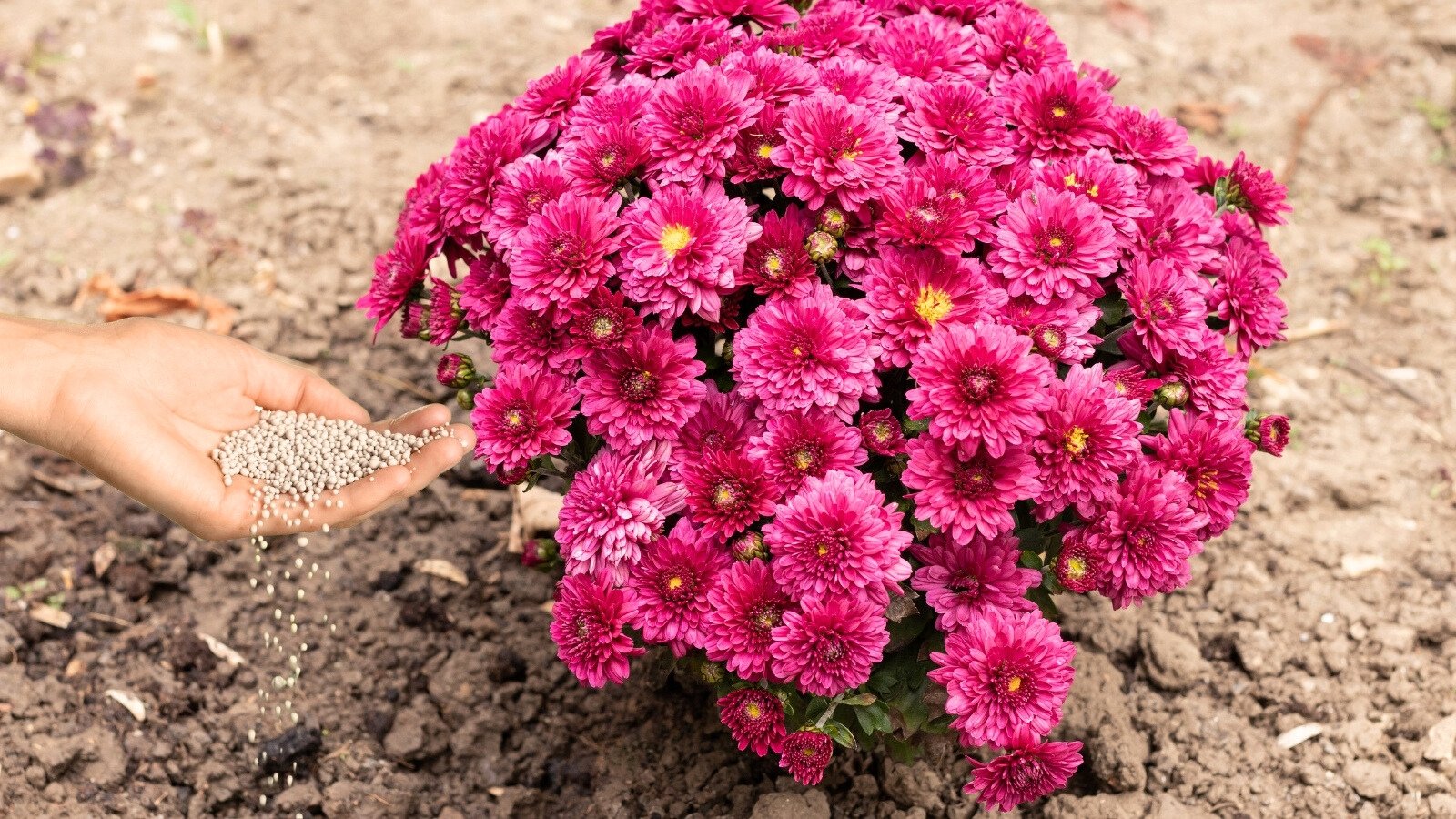 A woman's hand sprays gray granular fertilizer on a compact bush-shaped flowering plant, abundant lush blooms with bright yellow centers surrounded by layers of deep pink petals.