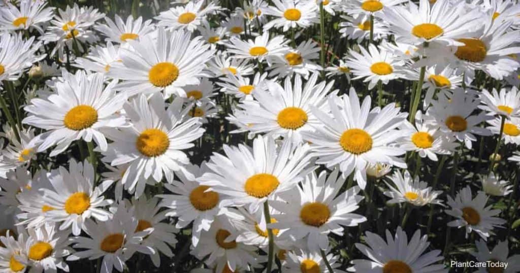 White flowers of the Shasta Daisy