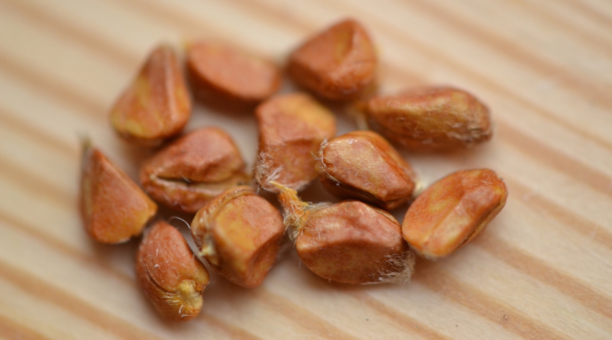 Close-up of Silky rose seeds on a wooden surface. Silky rose seeds are characterized by their small, elongated shape and a silky covering known as the pappus or seed hairs. The seeds themselves are small, brown, and enclosed within a protective layer of silky hairs.