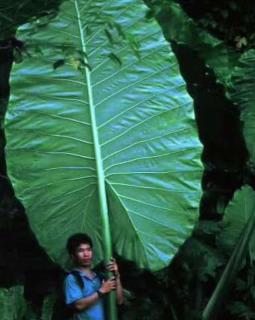 An elephant ear plant with expansive, vibrant green leaves, in front of a natural outdoor background.