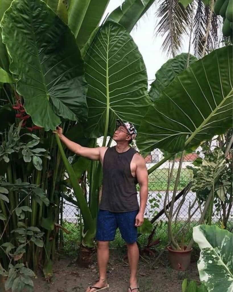 Elephant ear plants showing off their large, showy leaves in a garden.