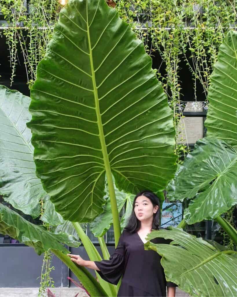 A single elephant ear plant with a prominent, textured leaf, surrounded by other vegetation.