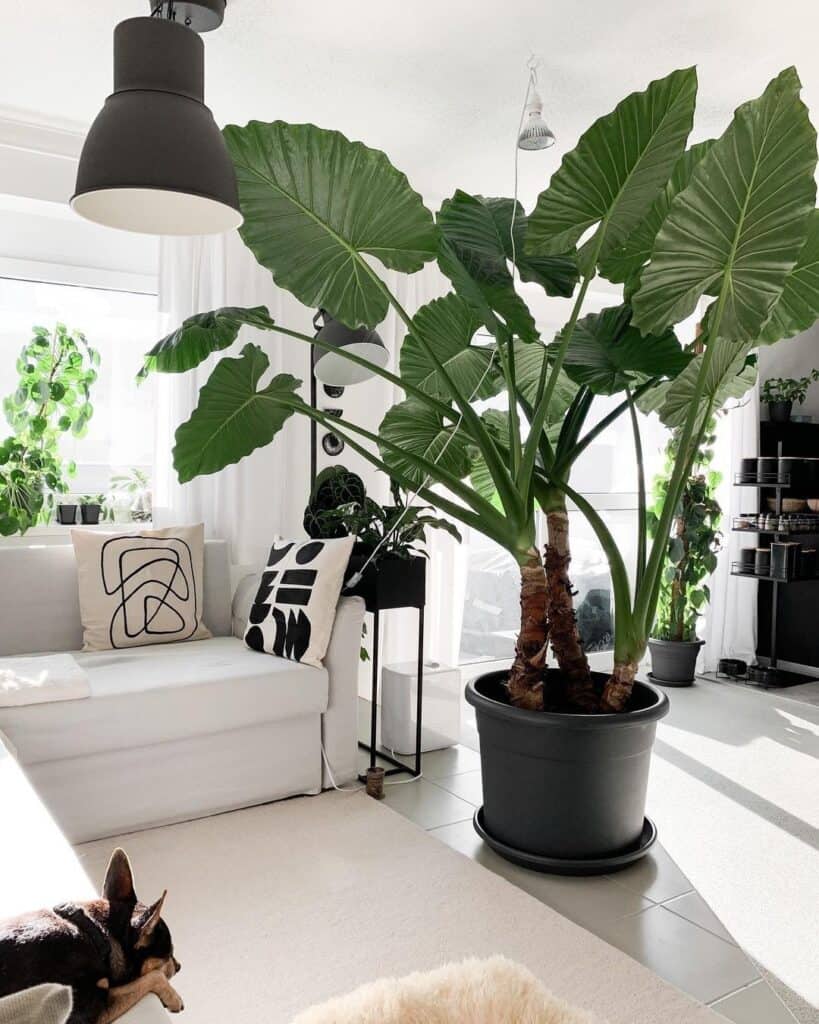 A detailed view of the large leaf of an Elephant Ear plant, emphasizing its texture and veins.