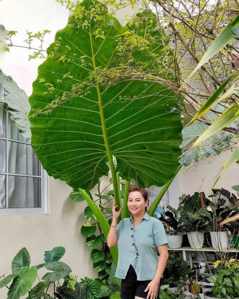A detailed view of the large leaf of an Elephant Ear plant, emphasizing its texture and veins.