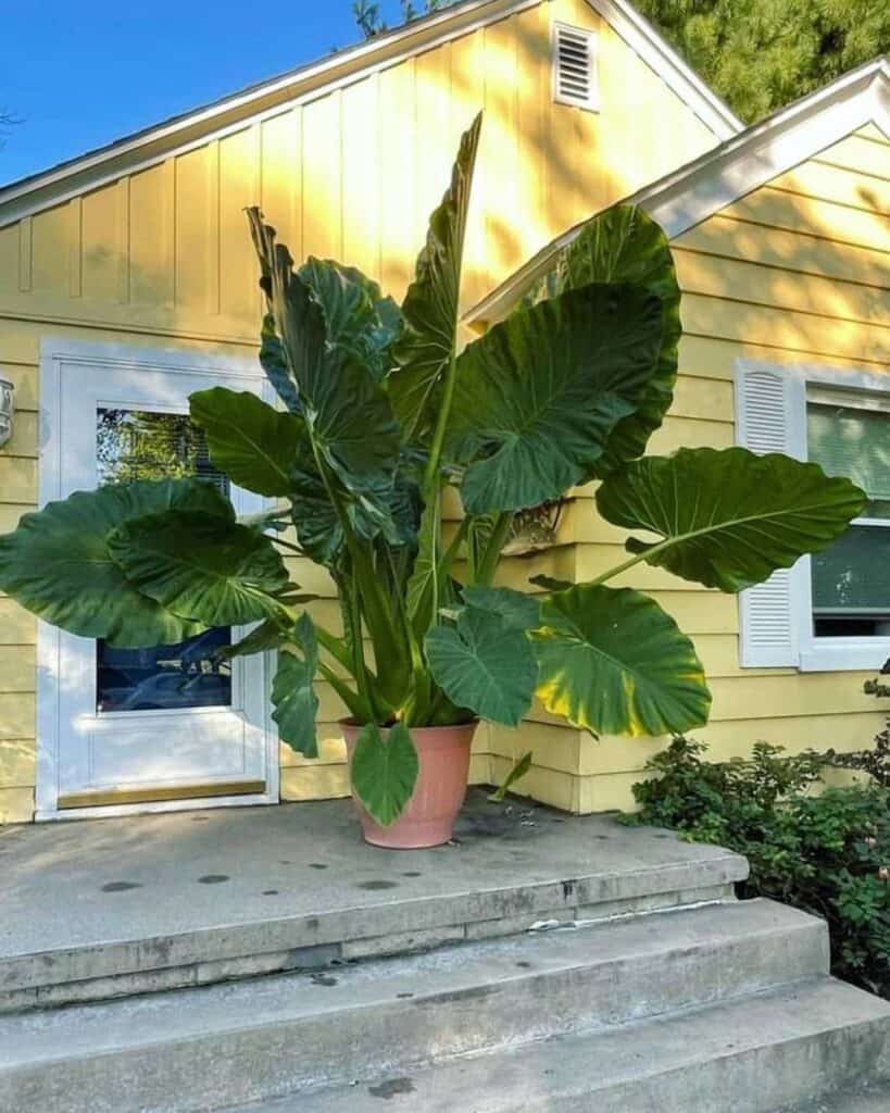 A vibrant elephant ear plant with wide green leaves growing in a pot.