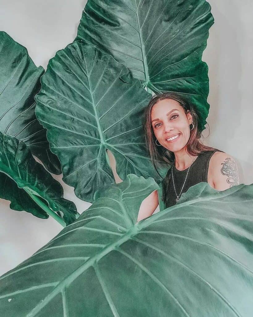 Several stems of elephant ears with their distinctive large leaves create a dense, tropical appearance.