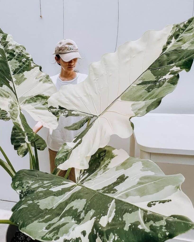 A variegated elephant ear plant with a large, shiny leaf, against a blurred background.