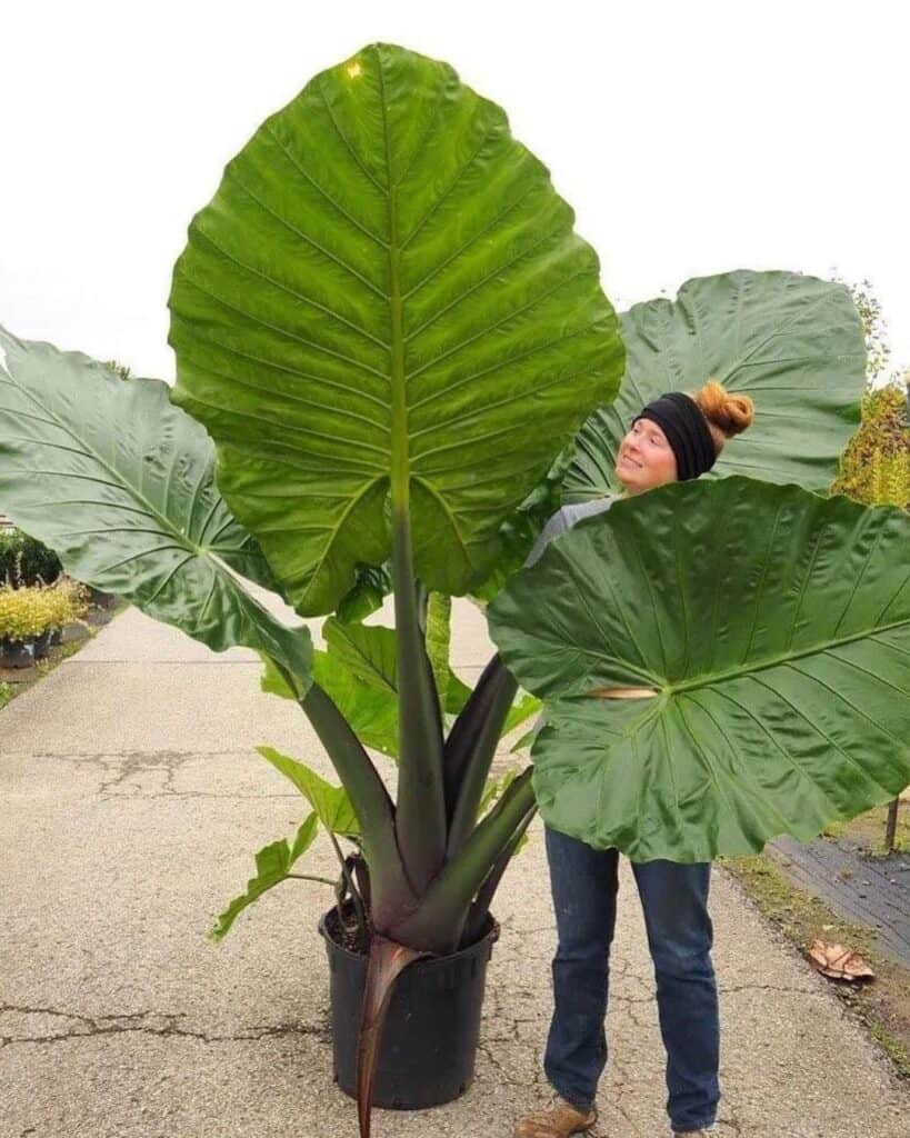 A large potted elephant ear plant with lush, overlapping leaves that form dense foliage.