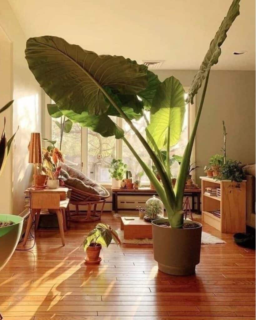 An elephant ear plant with a prominent leaf, highlighted by sunlight, in an indoor setting.