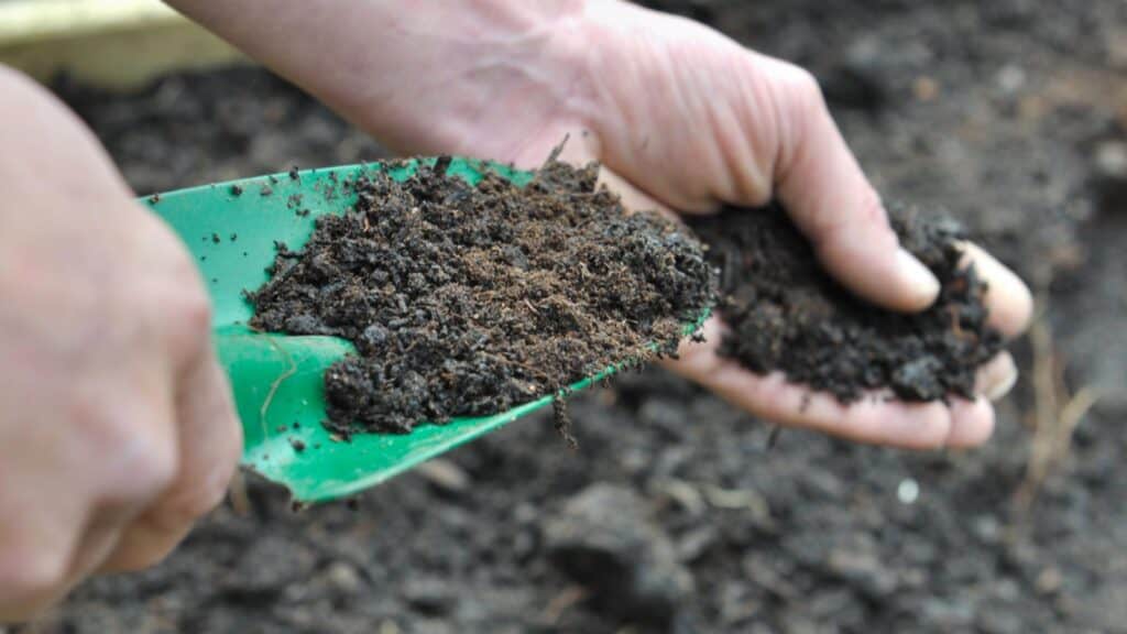 Hands holding soil and gardening tool.