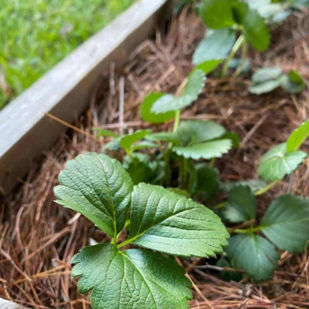 Strawberry plant leaves in a garden bed.