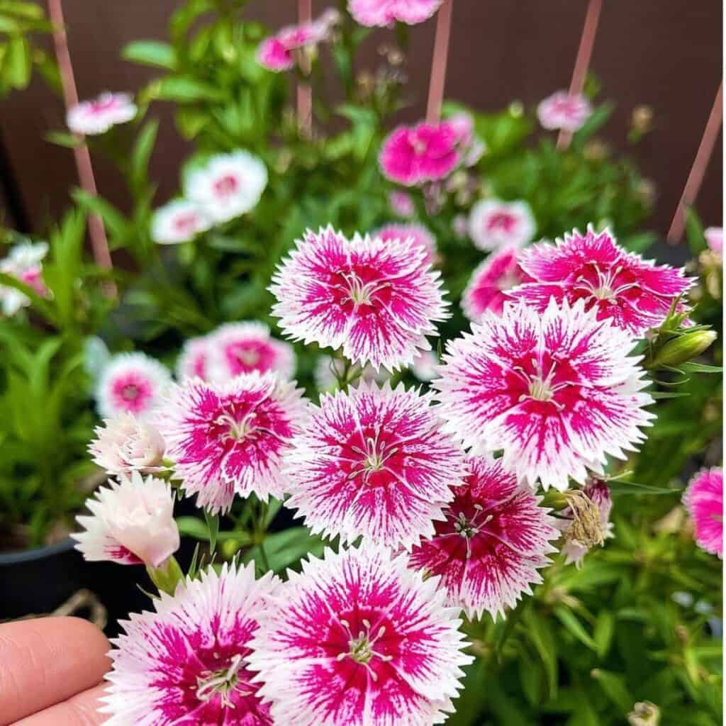 Pink and white fringed flowers, close-up view.
