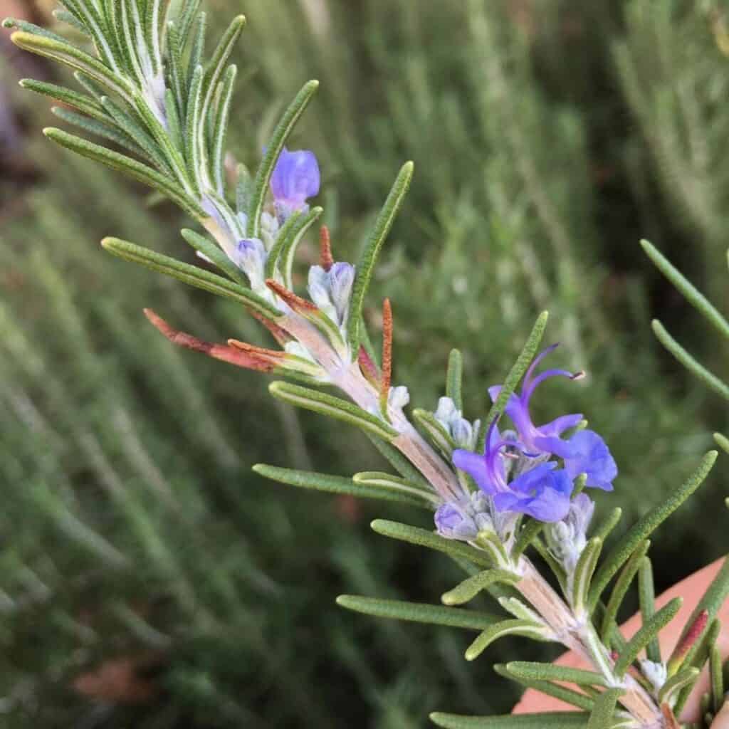 Rosemary sprig with purple flowers.