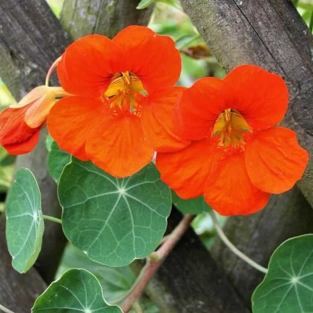 Vibrant orange nasturtium flowers with green leaves.