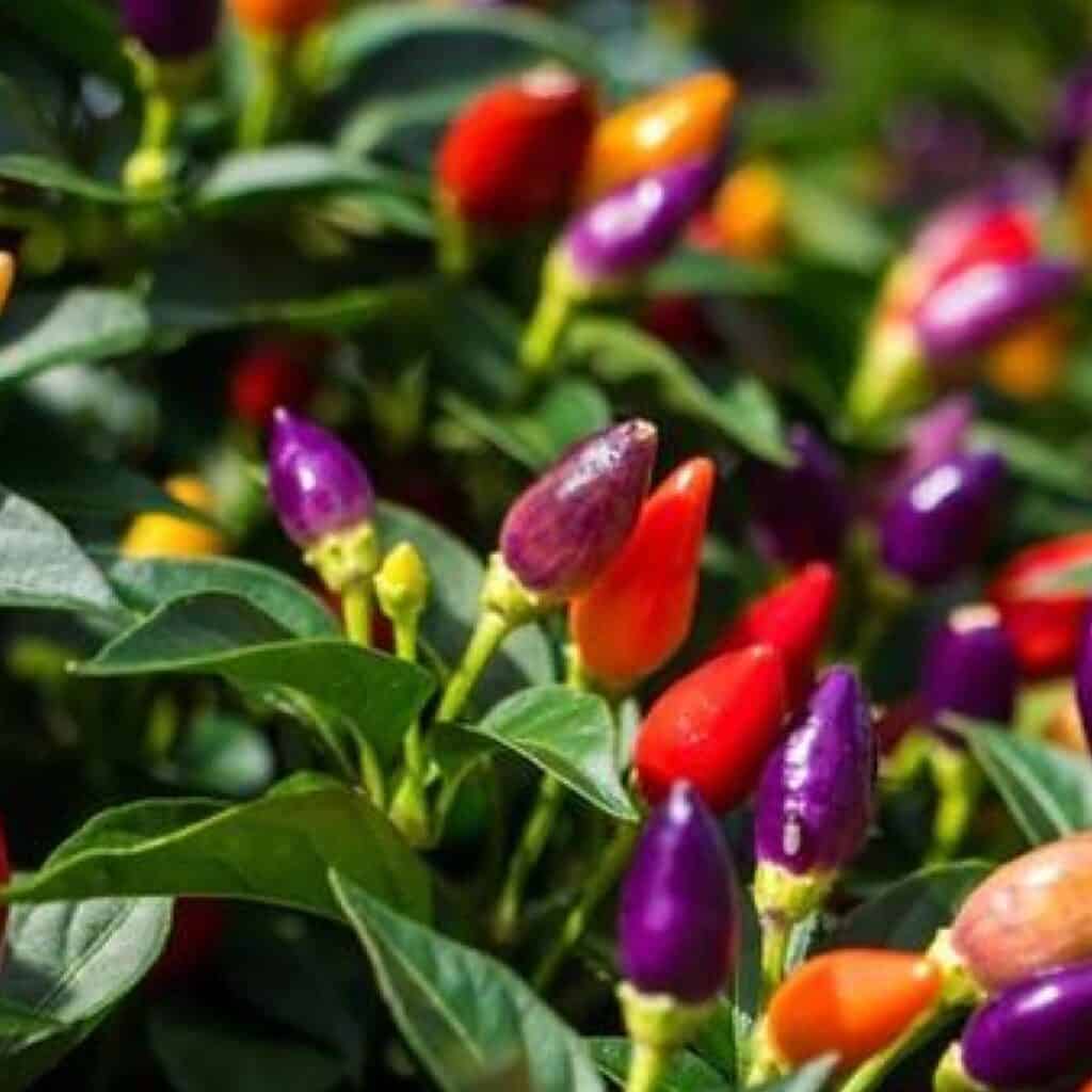 Colorful ornamental peppers among green leaves.