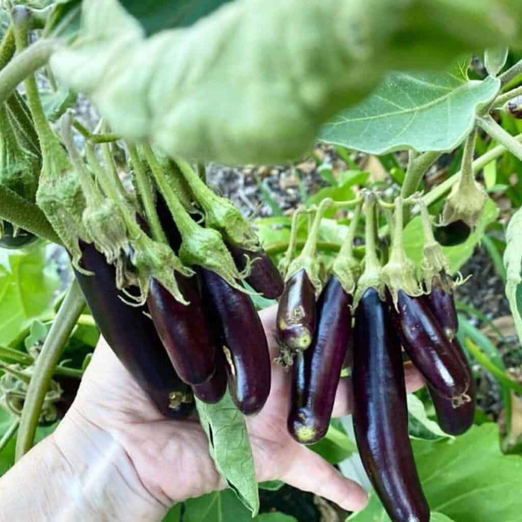 Hand picking ripe eggplants in a garden.