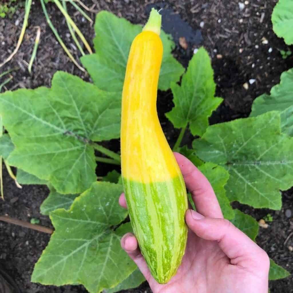 Fresh yellow zucchini held over garden bed.