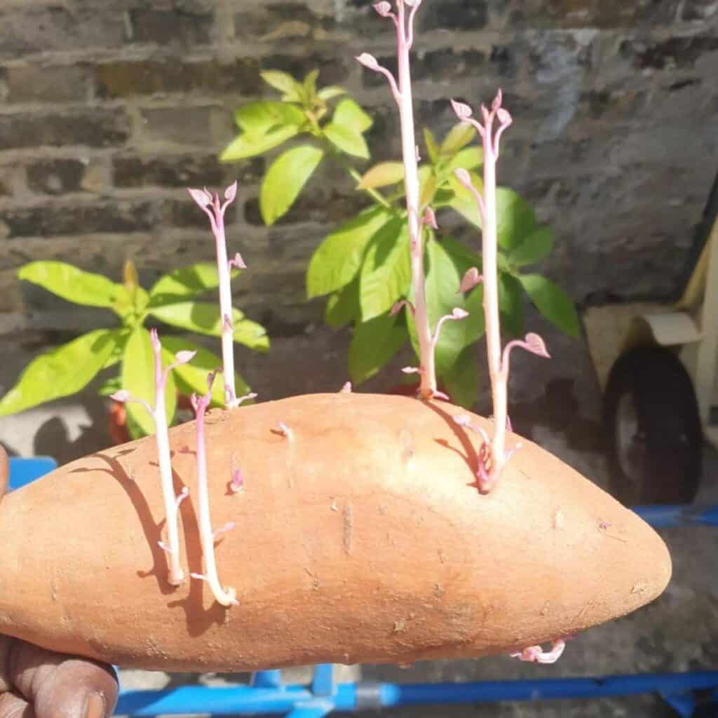 Sprouting sweet potato in hand.