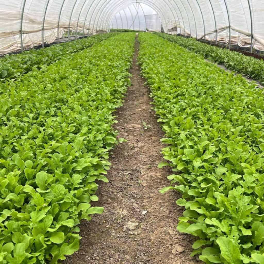 Green lettuce rows in a greenhouse
