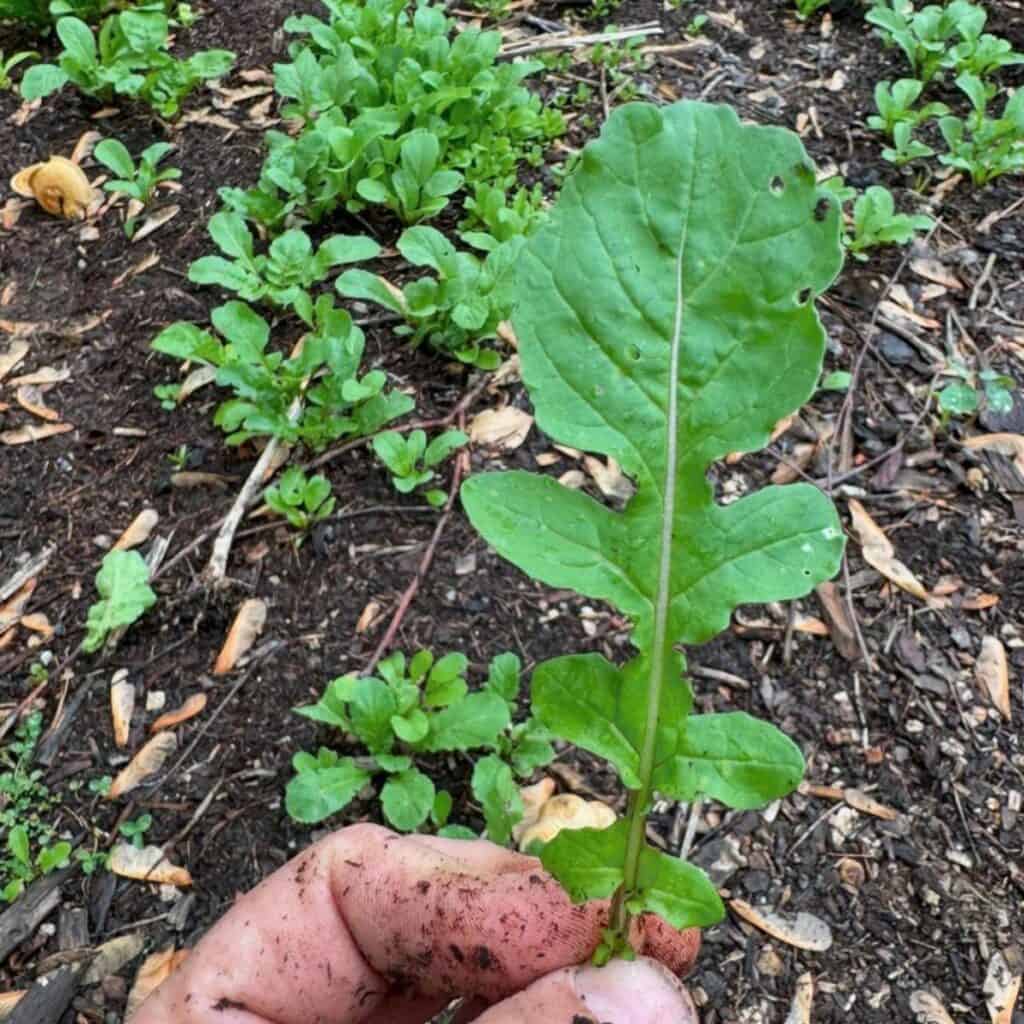 Young plant held over soil with gloves