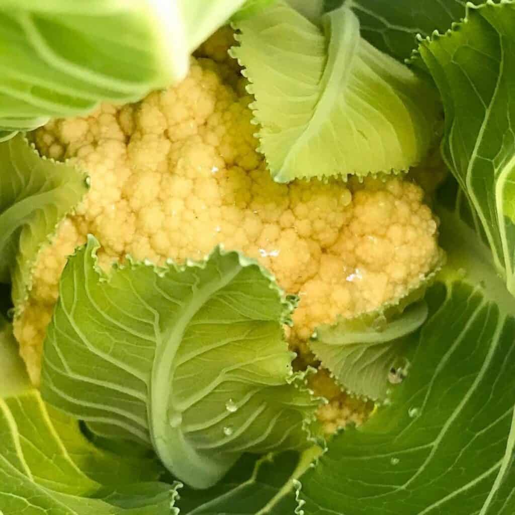 Close-up of yellow cauliflower with green leaves.