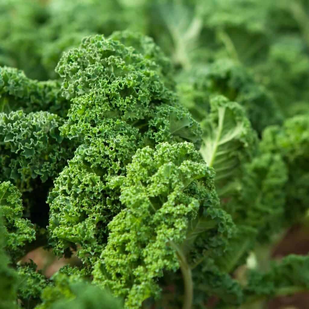 Fresh kale leaves in a garden.