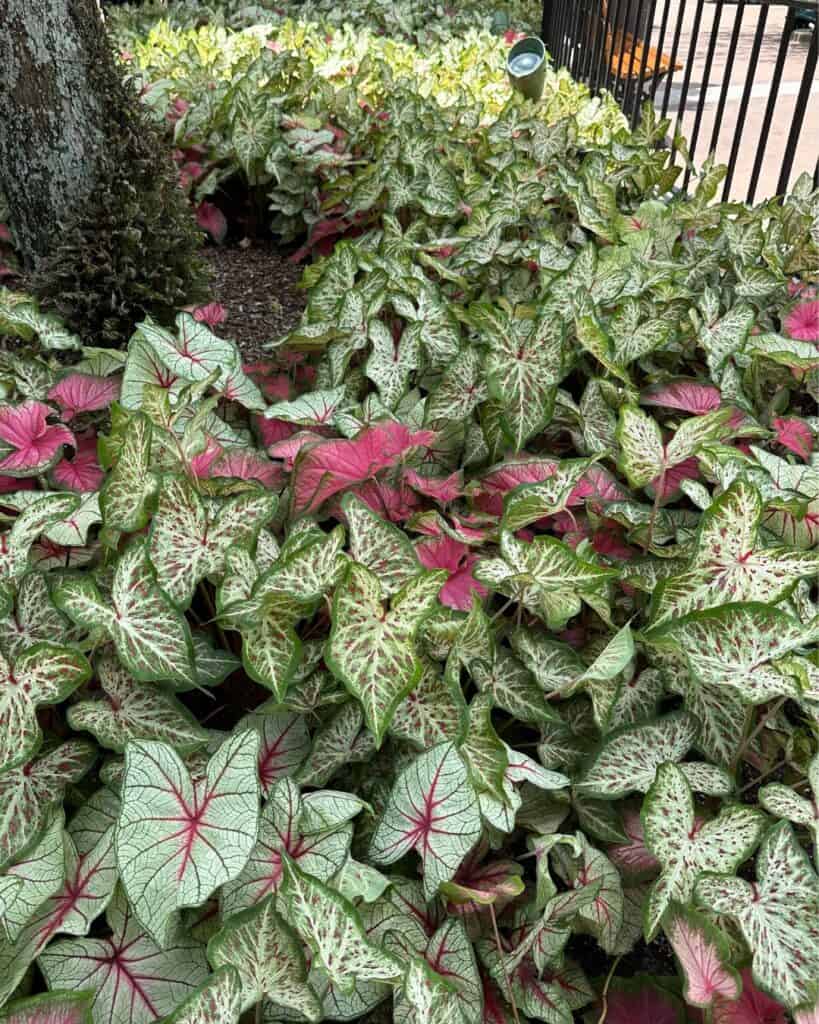Garden bed filled with variegated pink, green, and white Caladium plants.