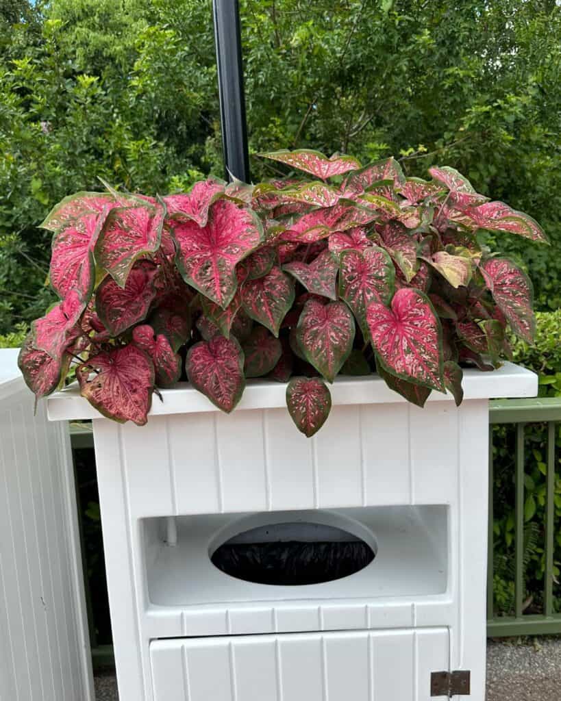 A variegated pink and green plant in a white container on a fence with greenery in the background.