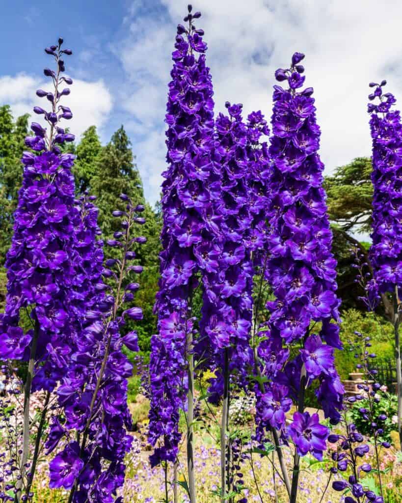 Vivid purple larkspur flowers in full bloom with a backdrop of a garden and blue sky.
