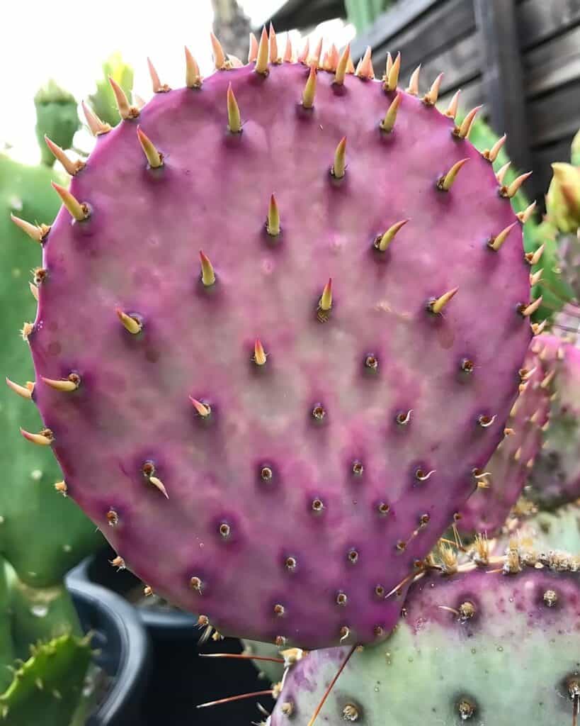 Closeup of a purple cactus pad with small yellowish spines.