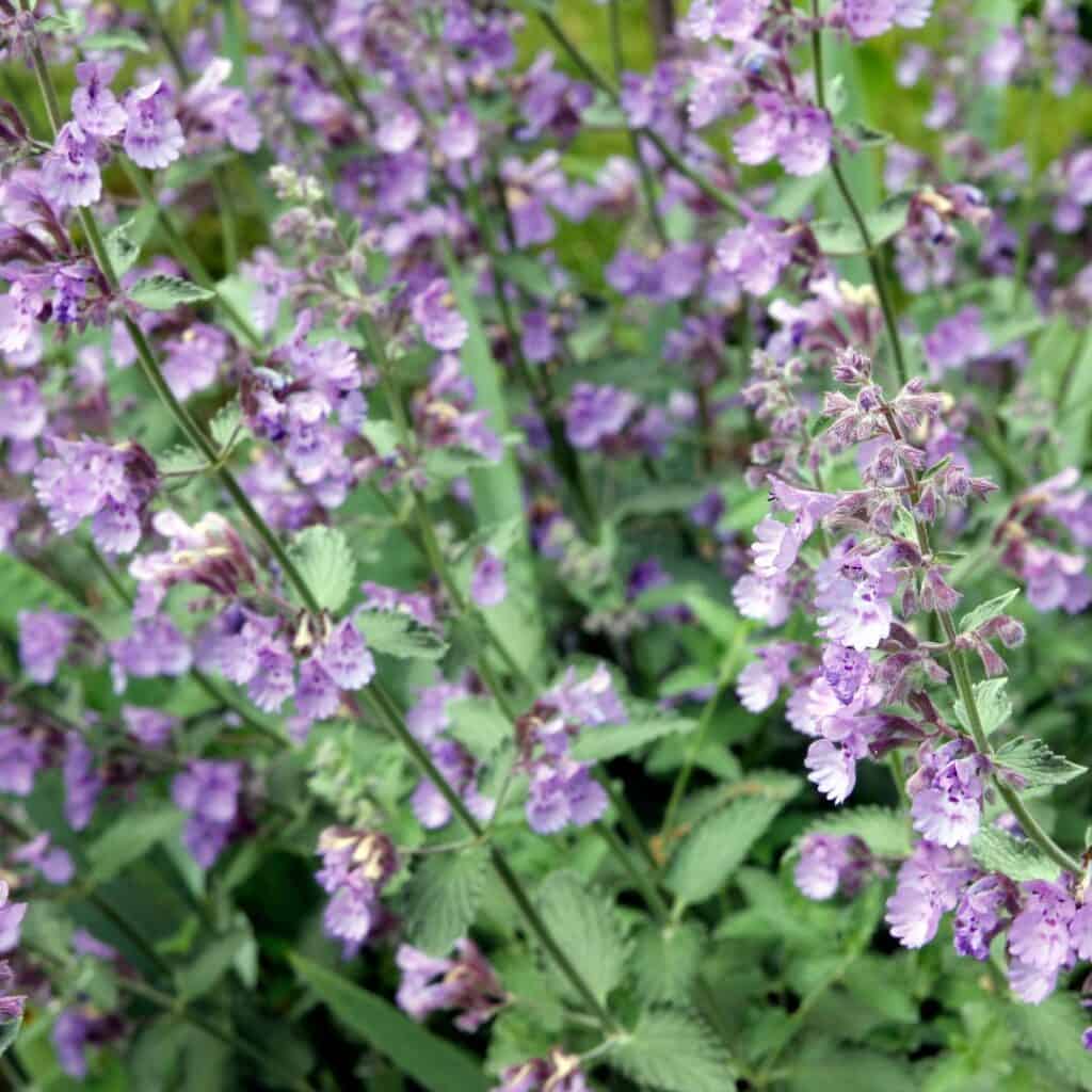 Vista cercana de flores de color púrpura de la familia de la menta con un fondo verde borroso.