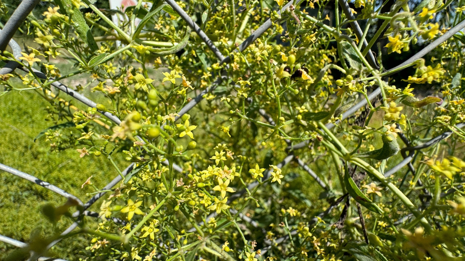 Close-up of a flowering Rubia tinctorum plant showing clusters of small, yellow, star-shaped flowers and lance-shaped, hairy leaves, set against a metal fence.
