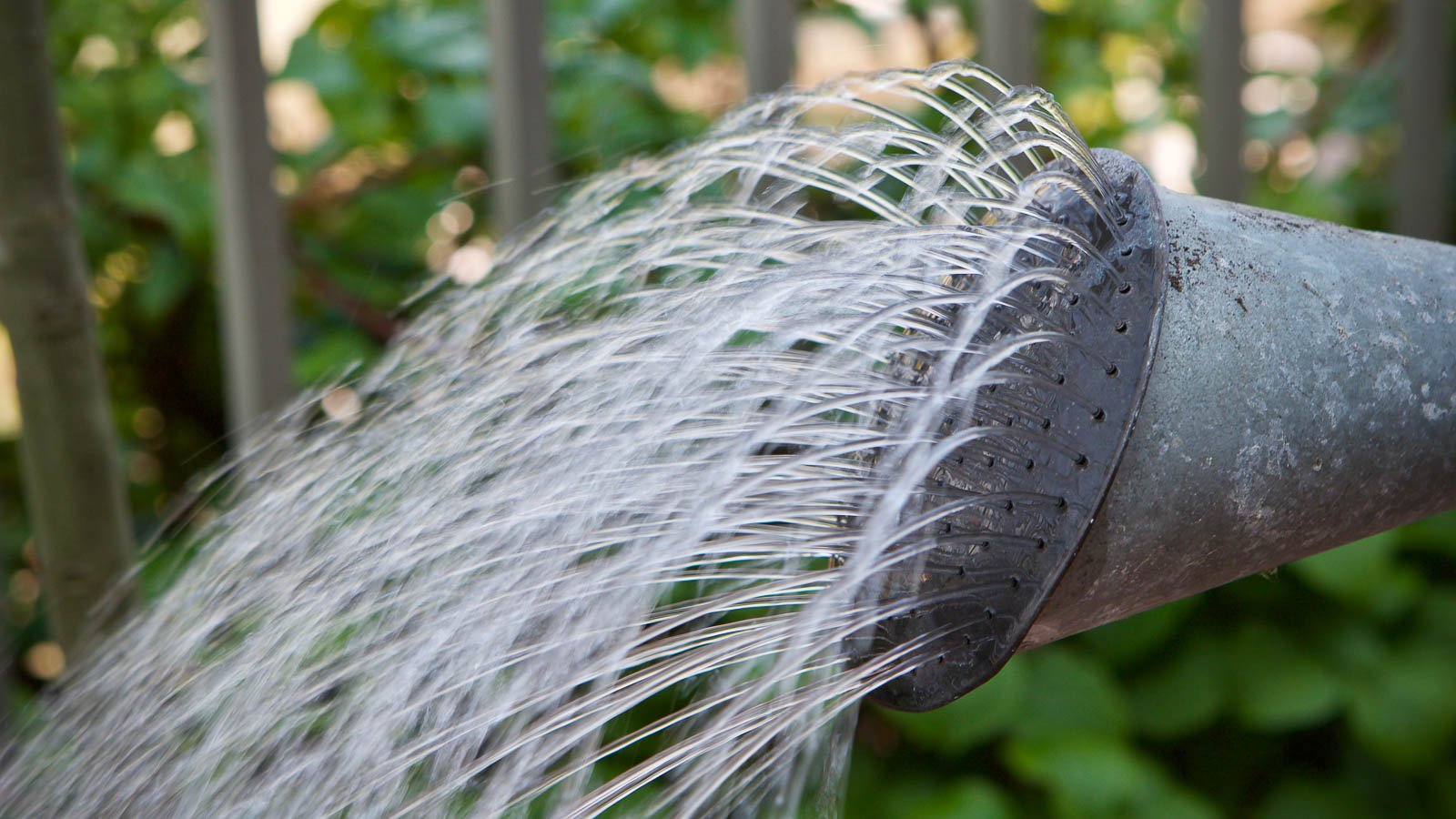 Water stream pouring out of silver watering can in the vegetable garden.