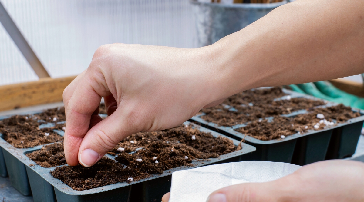 Close-up of female hands sowing rose seeds into seed starter trays in a greenhouse. The starting trays are plastic, green, and consist of many square, in-depth cells filled with soil.