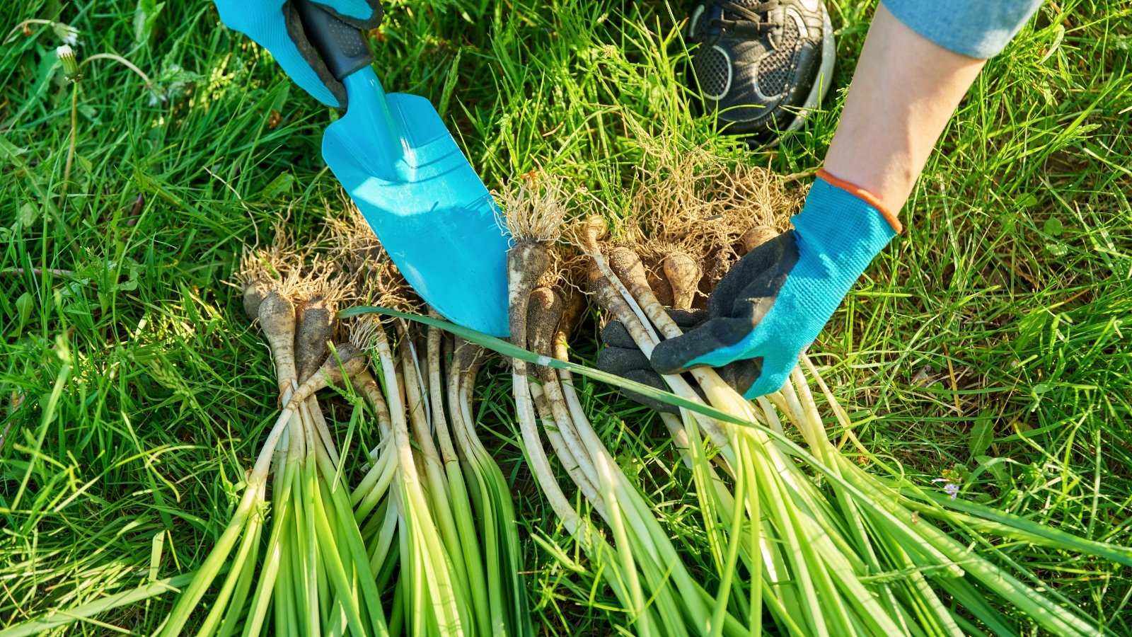 A gardener in blue gloves uses a small trowel to separate and manipulate clumps of plant bulbs with long, thin green leaves and tangled roots, freshly divided and spread out on the grass.