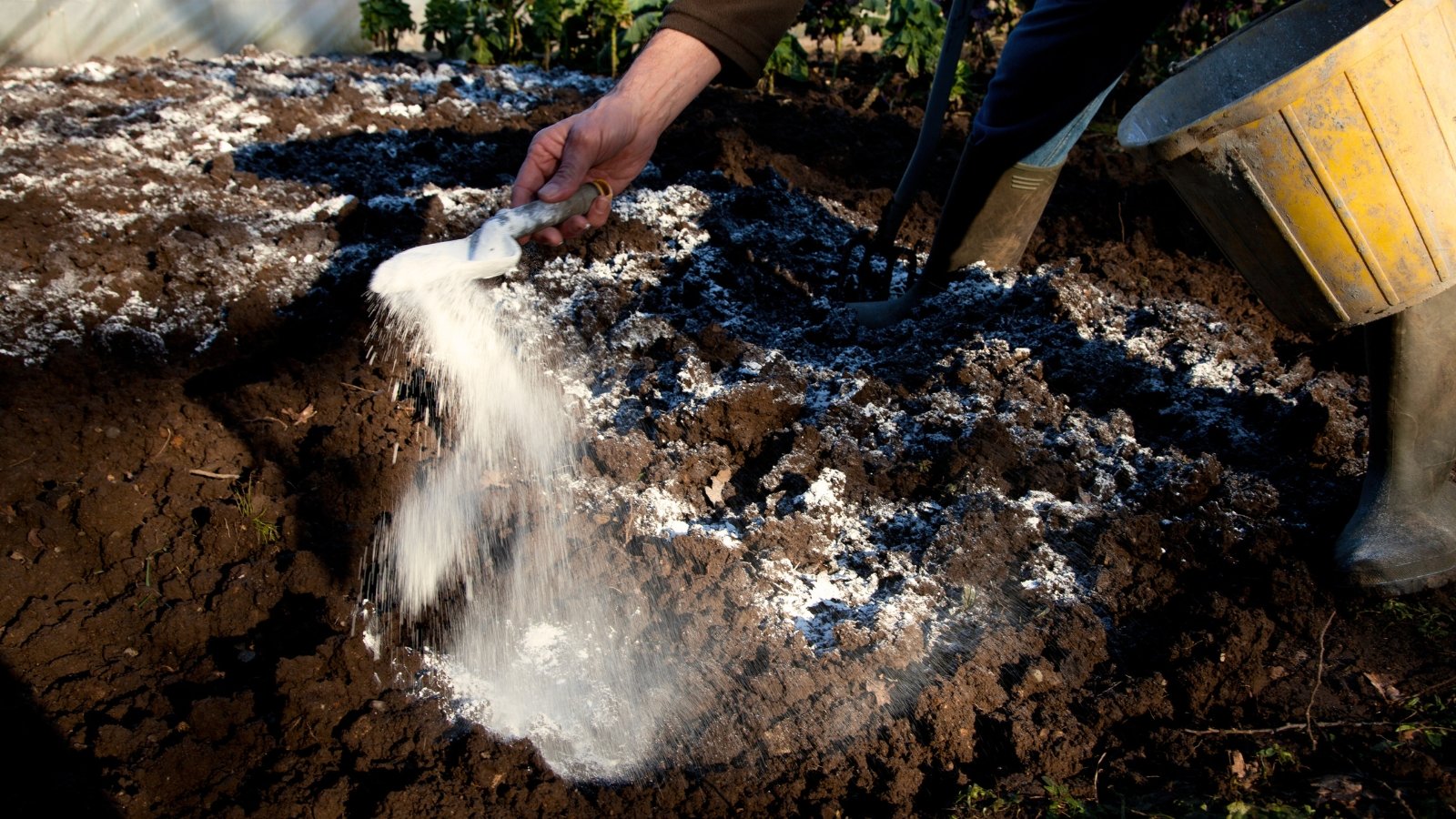 A close-up shows a gardener with a wooden bucket and garden trowel applying powdery white garden lime over dark, rich soil.