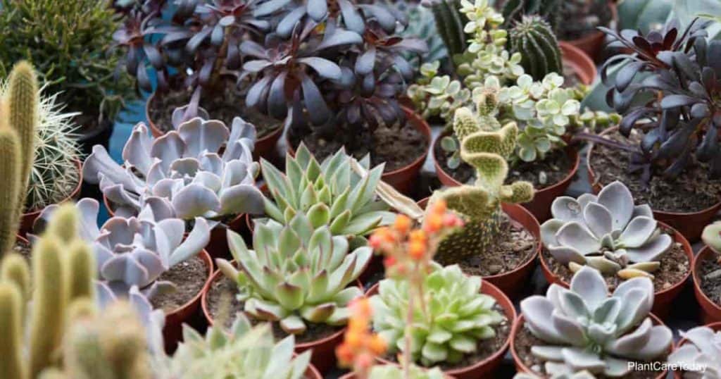 Assorted variety of succulent plants