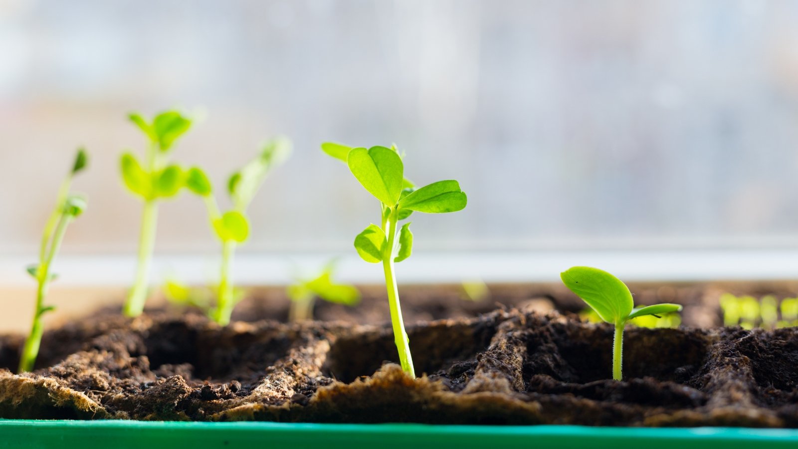 Sweet pea sprouts have slender, delicate stems with small, rounded green leaves that give a soft, vibrant appearance in a peat seed starter tray.