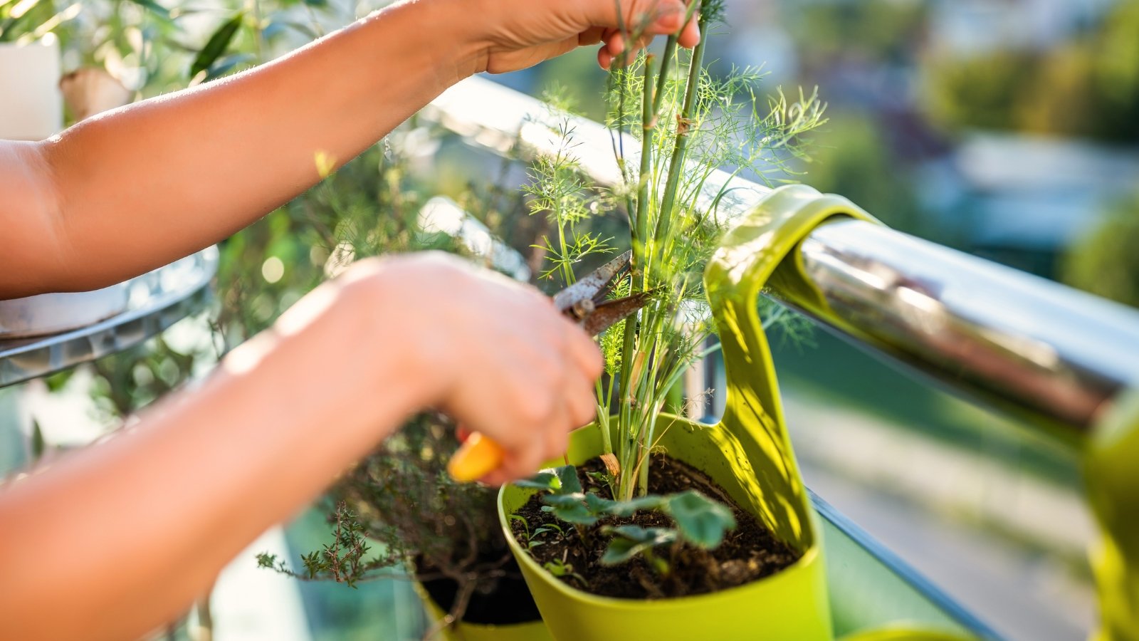 Close-up of a woman's hands trimming a potted dill plant using old yellow pruning shears.