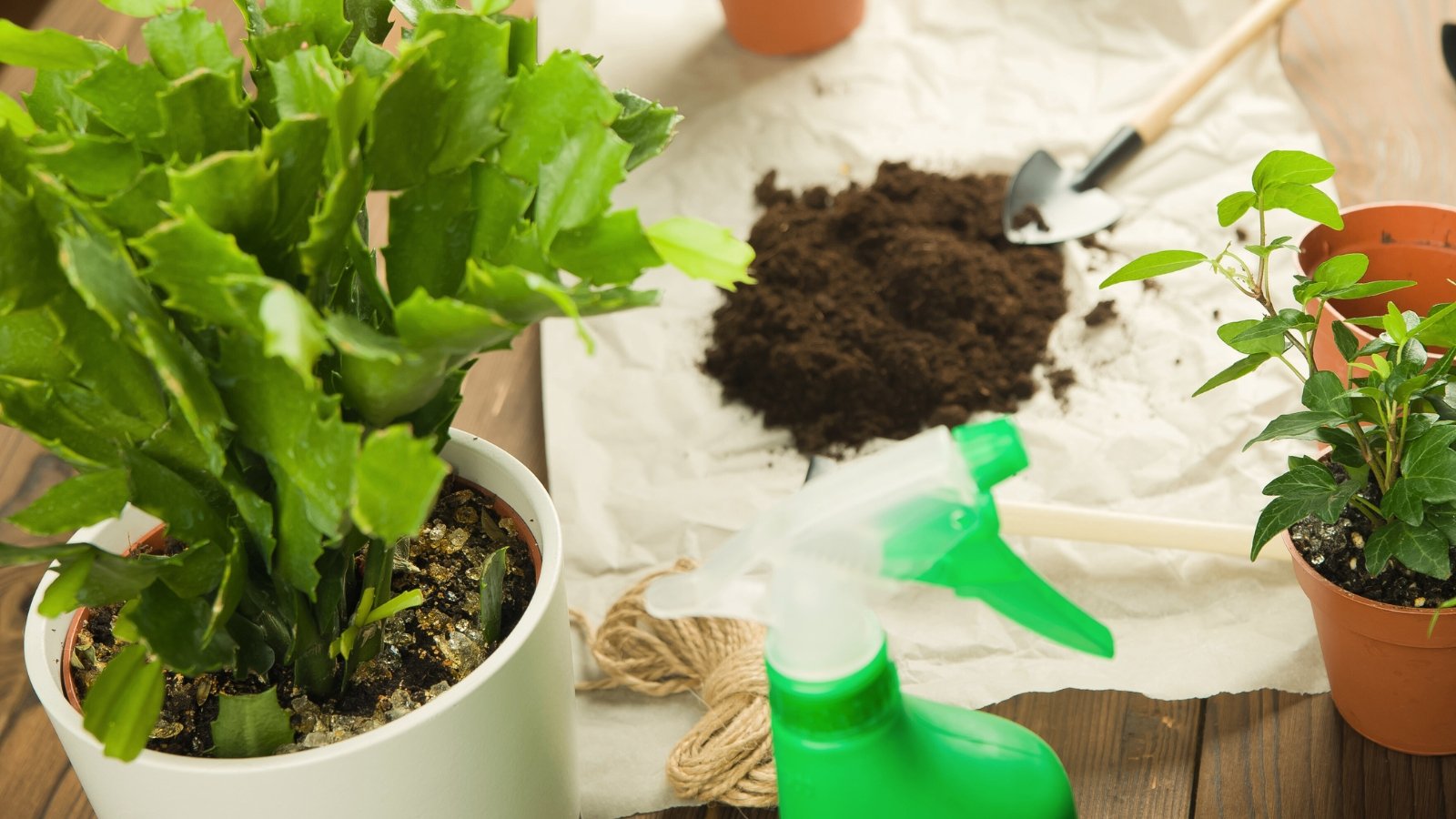 Close up of white plastic pot with plant producing long stems with leaf-like jagged segments of bright green color on wooden table with gardening tools and soil prepared for plant repotting.