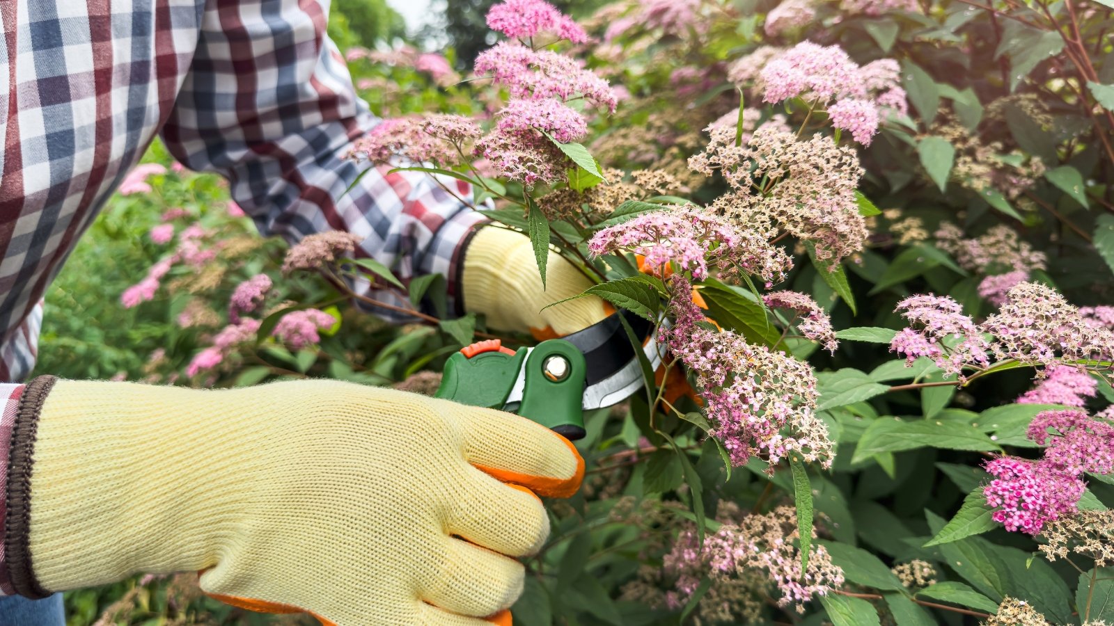 A gardener, wearing yellow gloves, delicately prunes a flowering shrub with pink blossoms, its thick green leaves providing a vibrant backdrop.