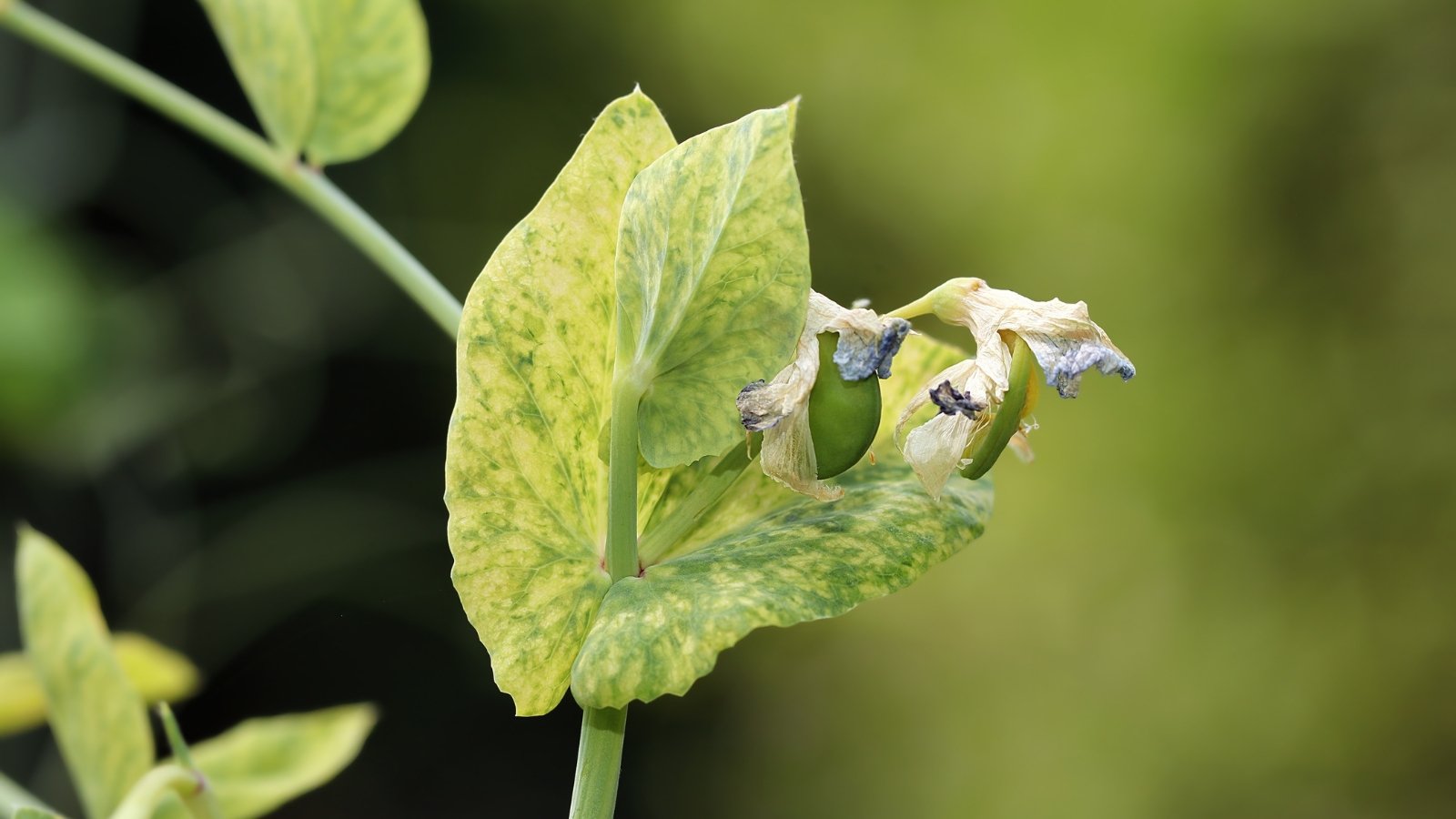 The plant exhibits mottled, yellow leaves, and deformed dry flowers, showing signs of viral infection.