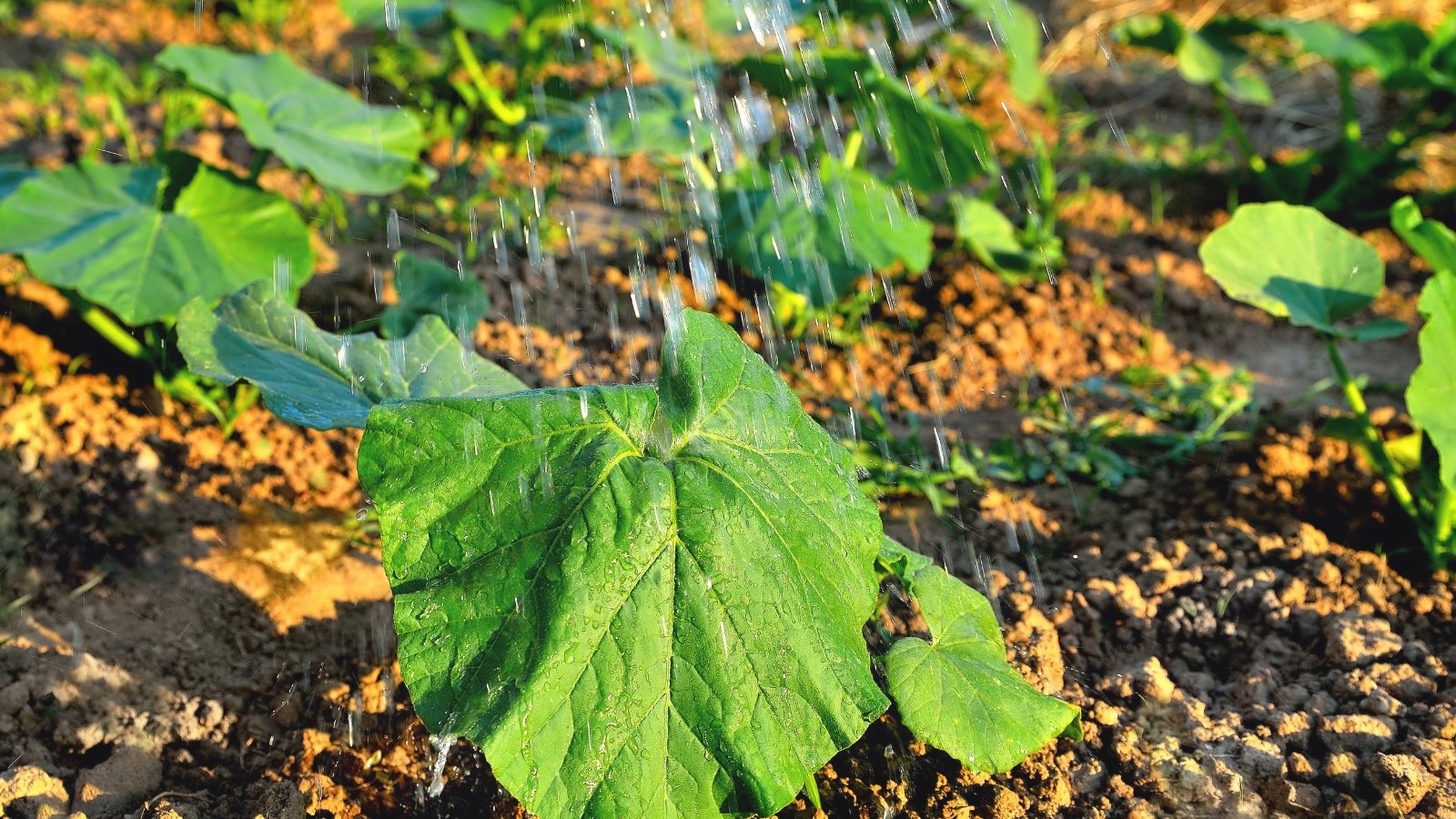 A close-up of water sprayed onto the broad green leaves of a young Cucurbita pepo plant, with the soil beneath darkened by moisture.